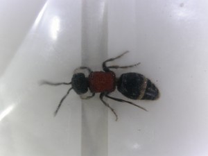20150703091638