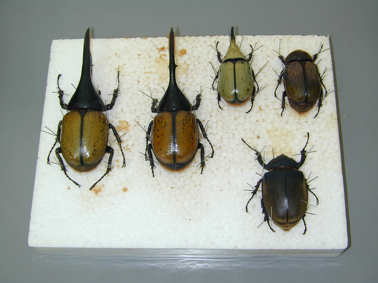 特価キャンペーン insectech玉針 ２５０本入り www.arkhitek.co.jp