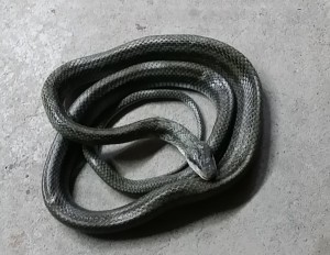 20151021135919