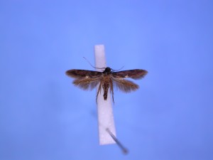 アトボシメンコガ